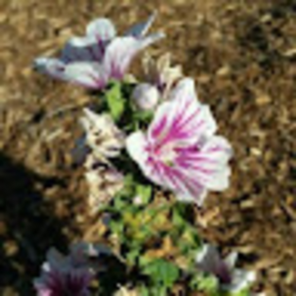 Meet your Posher, Hailey